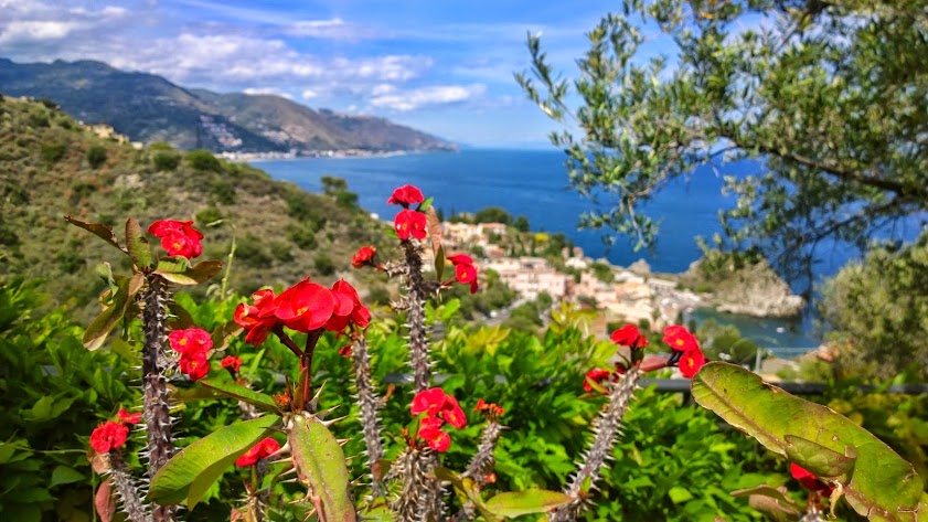 Residence Terra Rossa_ red flowers w view
