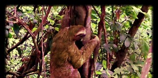 Sloth climbing tree in jungle in Costa Rica