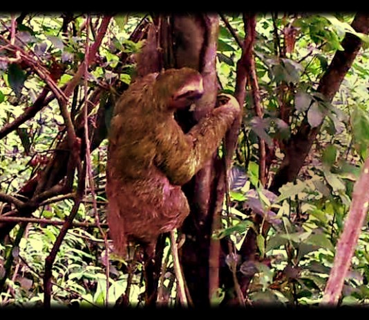 Sloth climbing tree in jungle in Costa Rica