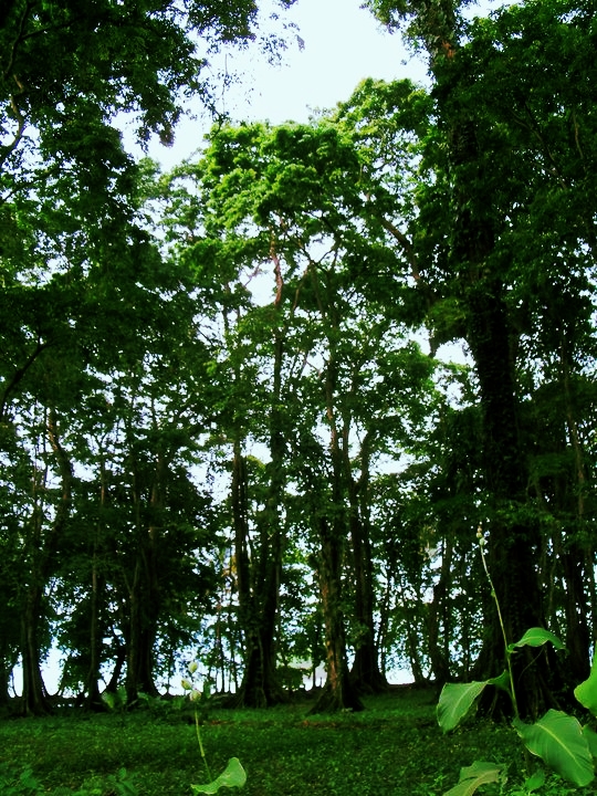 trees in costa rica